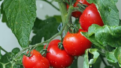 Rankhilfe Tomaten Selber Bauen: Praktische Tipps für eine Erfolgreiche Tomatenzucht