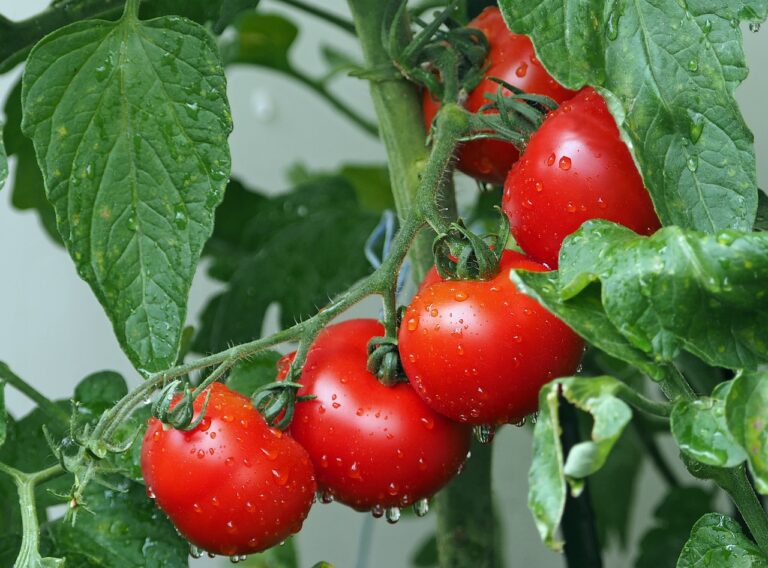 Rankhilfe Tomaten Selber Bauen: Praktische Tipps für eine Erfolgreiche Tomatenzucht